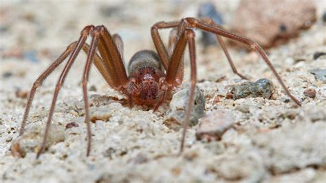 araa violinista ibiza|Esta es la araña que ha provocado que un turista。